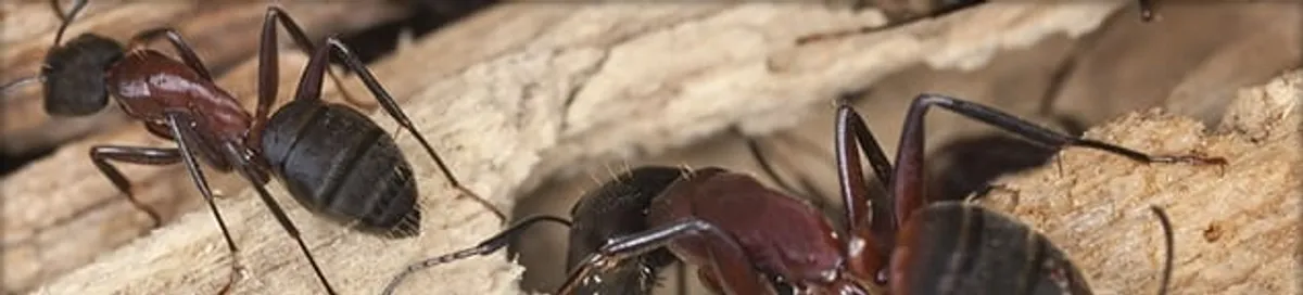 Close-up of ants on wood showing an active ant infestation in Atlanta, GA