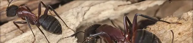 Close-up of ants on wood showing an active ant infestation in Atlanta, GA