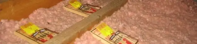 Mouse traps placed in an attic for rodent control in Atlanta, GA