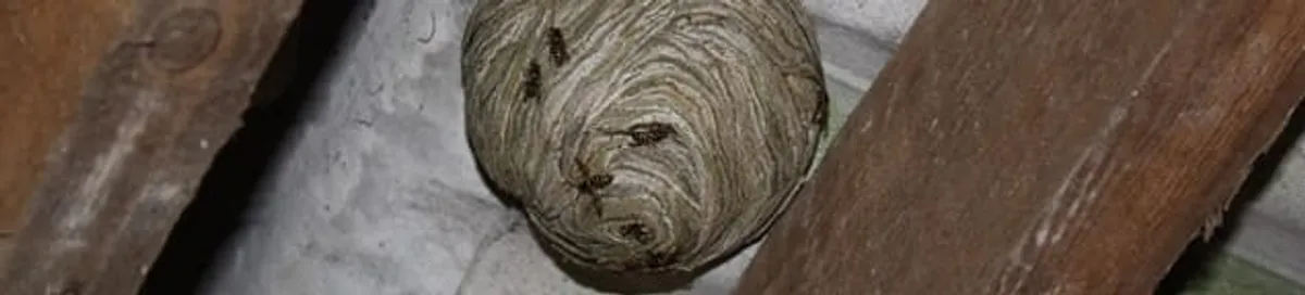 Wasp nest in an attic space, a common home infestation risk in Atlanta, GA