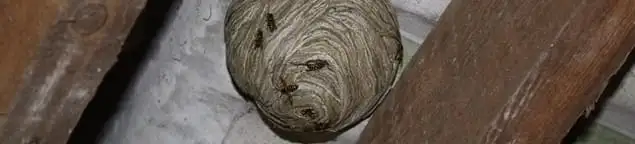 Wasp nest in an attic space, a common home infestation risk in Atlanta, GA