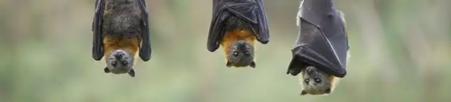 Bats roosting together, a common sign of a bat infestation in Atlanta, GA