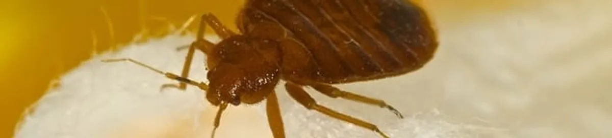 Close-up of a bed bug, a sign of an active infestation in Atlanta, GA