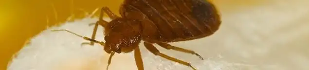 Close-up of a bed bug, a sign of an active infestation in Atlanta, GA
