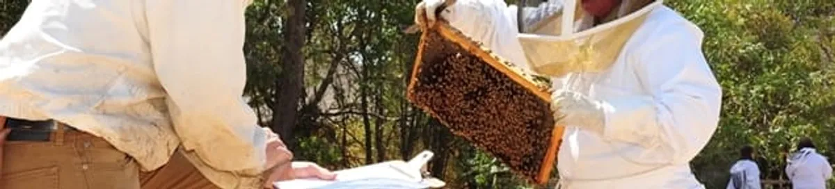 Bee removal specialists relocating a hive and honeycomb safely in Atlanta, GA