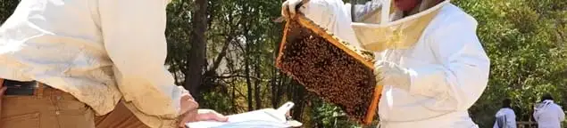 Bee removal specialists relocating a hive and honeycomb safely in Atlanta, GA
