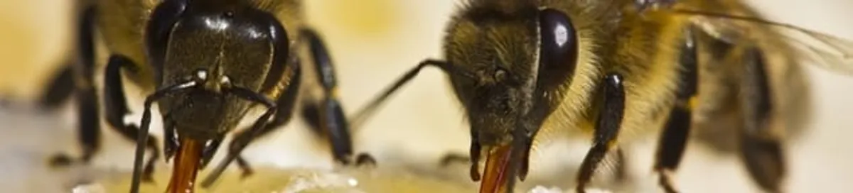 Close-up of honey bees, a sign of a nearby hive in Atlanta, GA