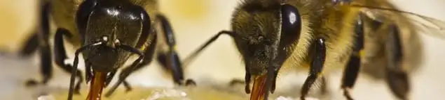 Close-up of honey bees, a sign of a nearby hive in Atlanta, GA