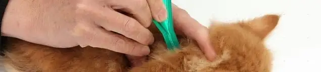 Flea treatment for pets using a flea comb, a sign of flea problems in Atlanta, GA