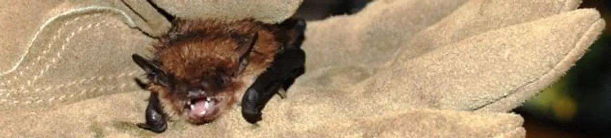 Bat removal specialist holding a bat safely during humane exclusion in Atlanta, GA