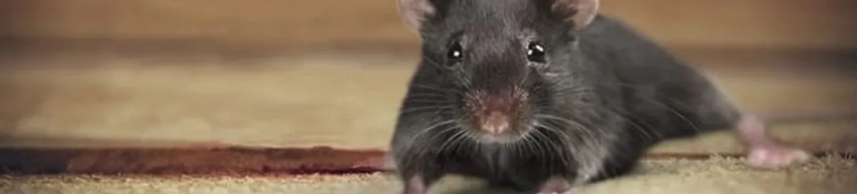 Mouse indoors, a common sign of a rodent infestation in Atlanta, GA