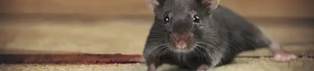Mouse indoors, a common sign of a rodent infestation in Atlanta, GA