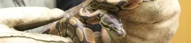 Snake removal specialist safely handling a snake with protective gloves in Atlanta, GA