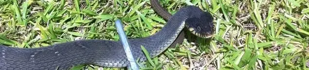 Snake in a yard, a common sign of a snake problem near a home in Atlanta, GA