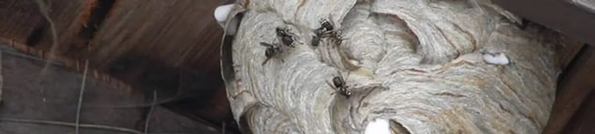 Close-up of a wasp nest with active wasps, a sign of an infestation in Atlanta, GA