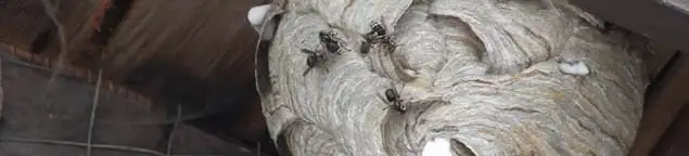 Close-up of a wasp nest with active wasps, a sign of an infestation in Atlanta, GA